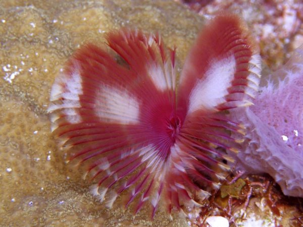 Sabelle fendue  Anamobaea orstredii